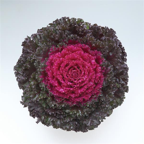 Crystal Deep Red Flowering Kale - Bloom