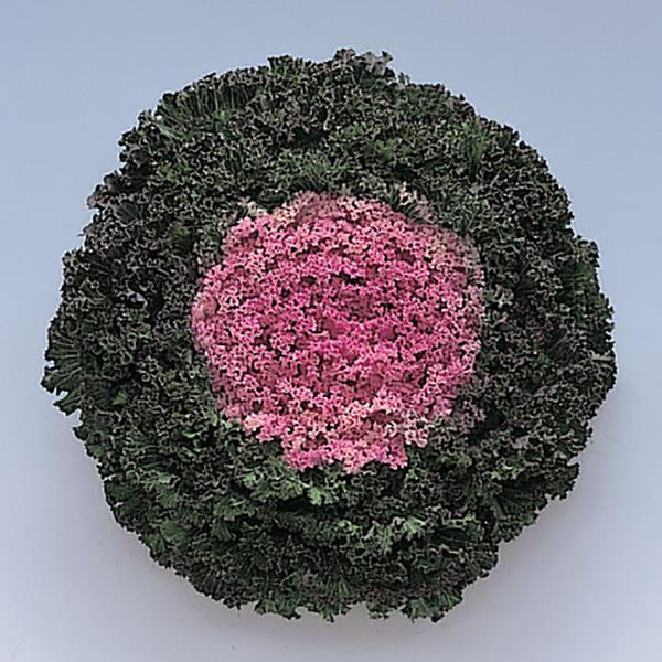 Kamome Pink Flowering Kale - Bloom