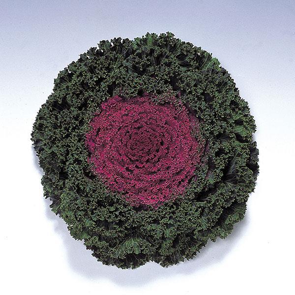 Kamome Red Flowering Kale - Bloom