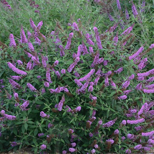 Buddleia davidii Humdinger Lavender Cupcake - Landscape