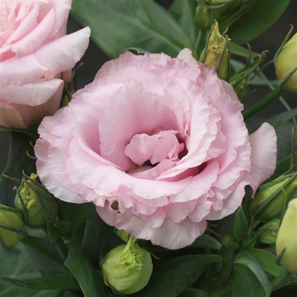 Julietta Pink Lisianthus - Bloom