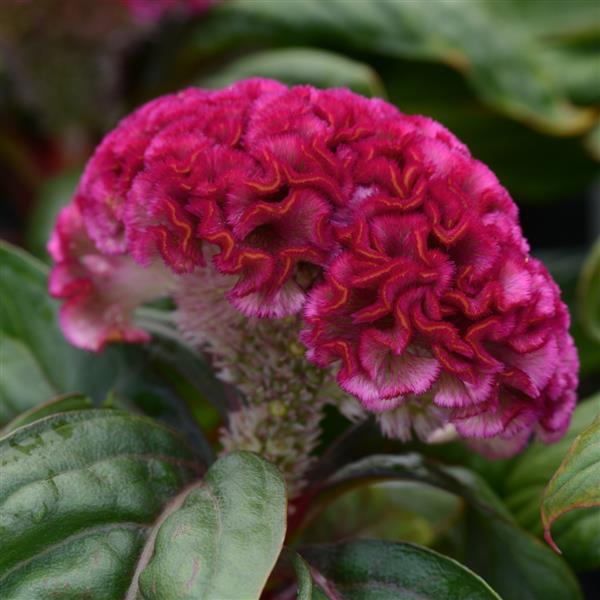 Concertina™ Pink Celosia - Bloom