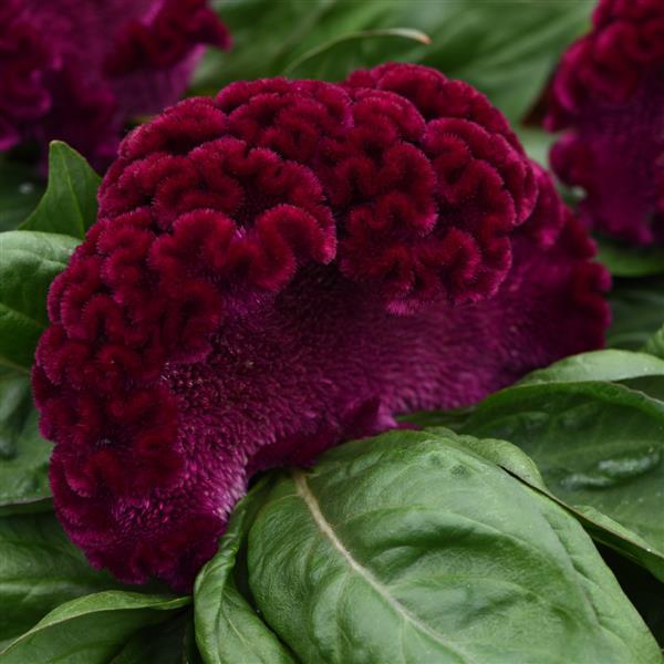 Concertina™ Purple Celosia - Bloom