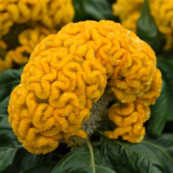 Concertina™ Yellow Celosia - Bloom