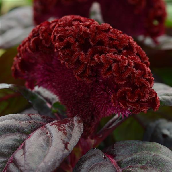 Concertina™ Red Dark Leaf Celosia - Bloom