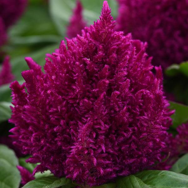 First Flame™ Purple Celosia - Bloom