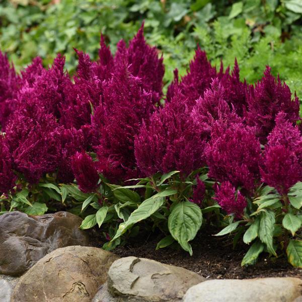First Flame™ Purple Celosia - Landscape