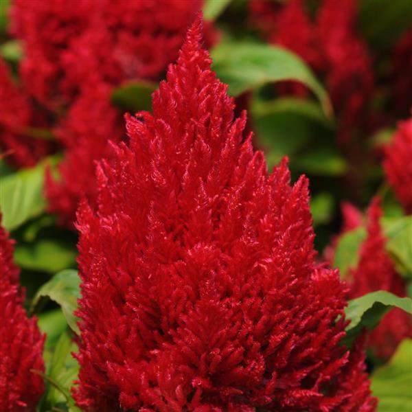 First Flame™ Red Celosia - Bloom