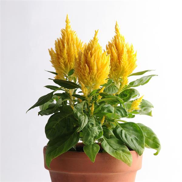 First Flame™ Yellow Celosia - Container