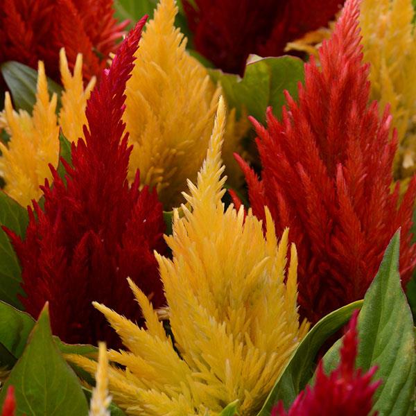 First Flame™ Mixture Celosia - Bloom