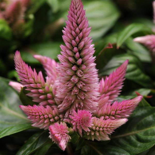Kosmo Pink Celosia - Bloom