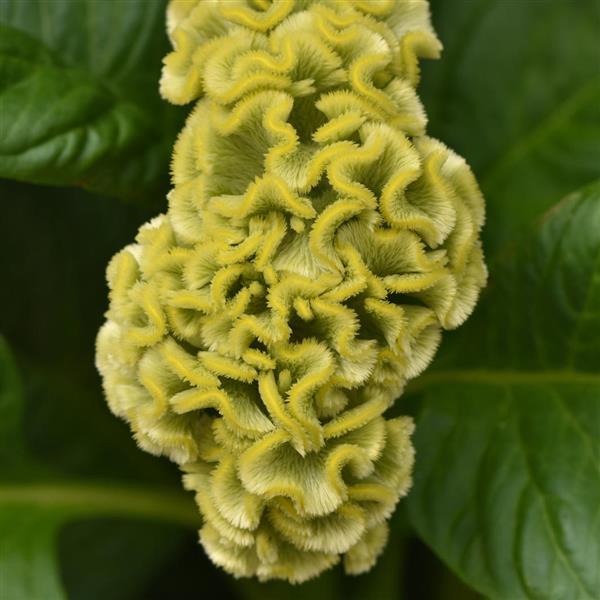 Neo™ Green Celosia - Bloom