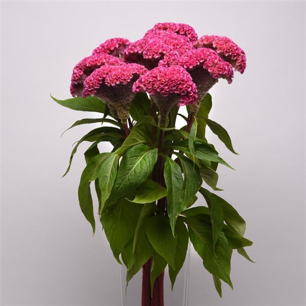 Neo™ Pink Celosia - Container