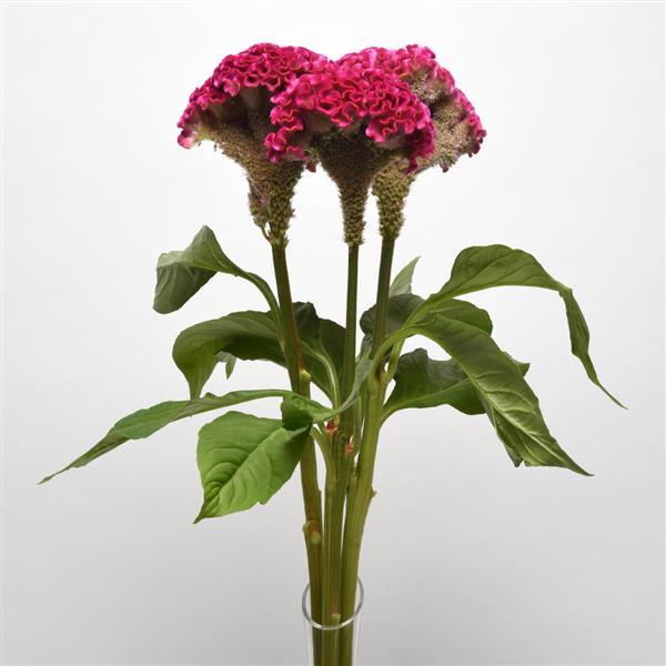 Neo™ Rose Celosia - Cutflower