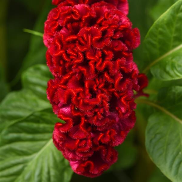 Neo™ Red Improved Celosia - Bloom