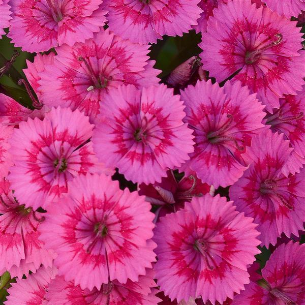 Jolt™ Pink Interspecific Dianthus - Bloom