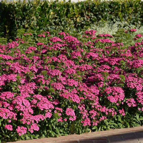 Jolt™ Pink Interspecific Dianthus - Landscape