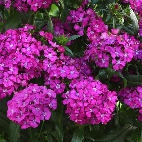 Jolt™ Purple Interspecific Dianthus - Bloom