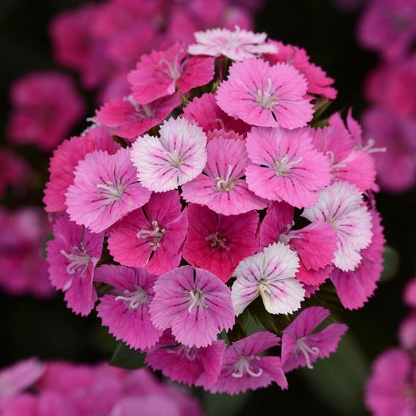 Jolt™ Pink Magic Interspecific Dianthus - Bloom