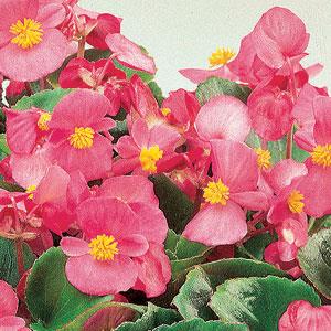 Ambassador Pink Begonia - Bloom