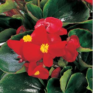 Ambassador Scarlet Begonia - Bloom