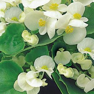 Ambassador White Begonia - Bloom