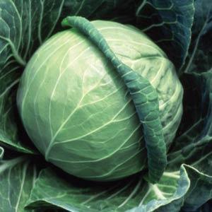Fast Vantage Cabbage - Bloom