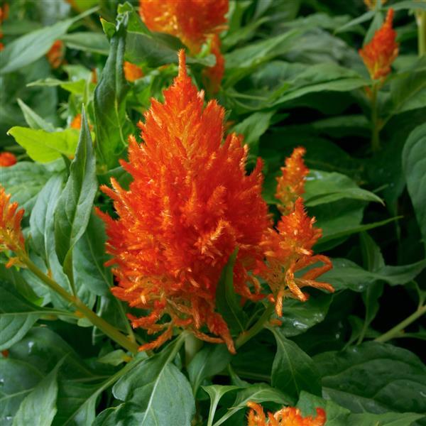 Flamma Orange Celosia - Bloom