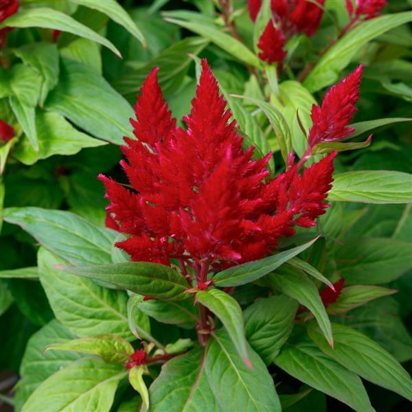 Flamma Bright Red Celosia - Bloom