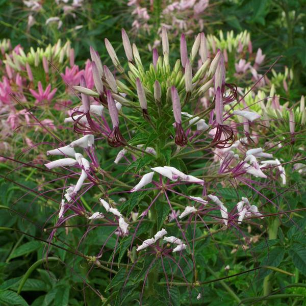 Queen Lilac Cleome - Bloom