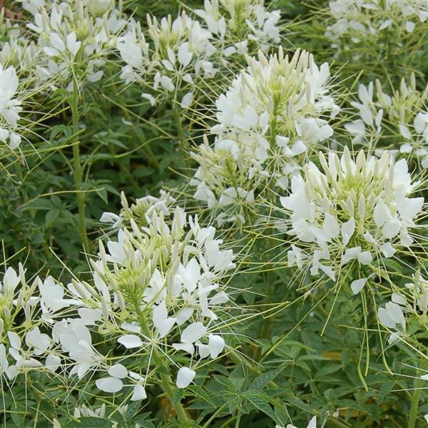 Queen White Cleome - Bloom