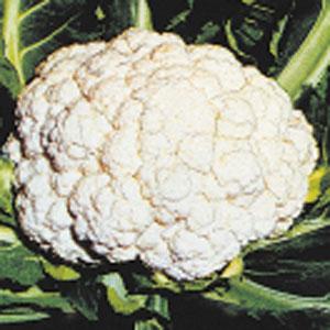Snow Crown Cauliflower - Bloom