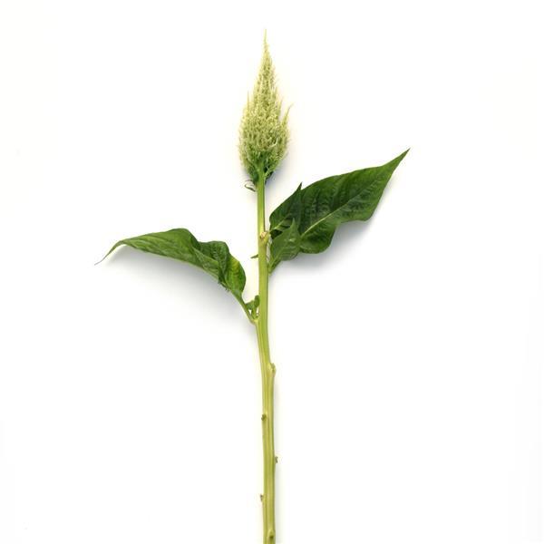Sunday™ Green Celosia - Single Stem, White Background