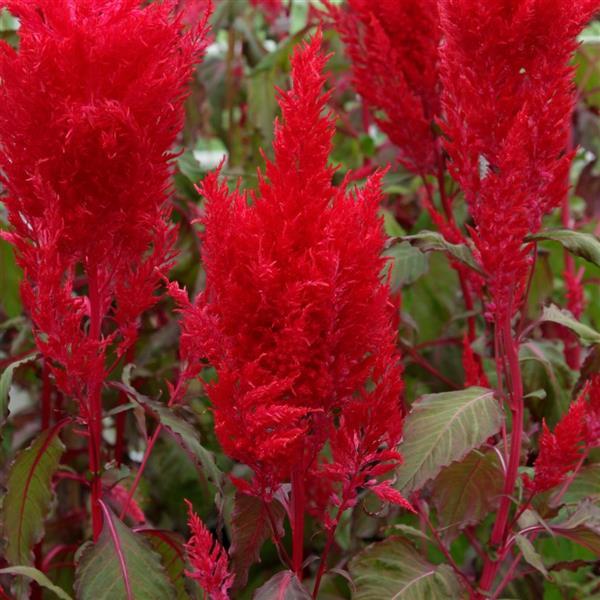 Sunday™ Red Celosia - Bloom