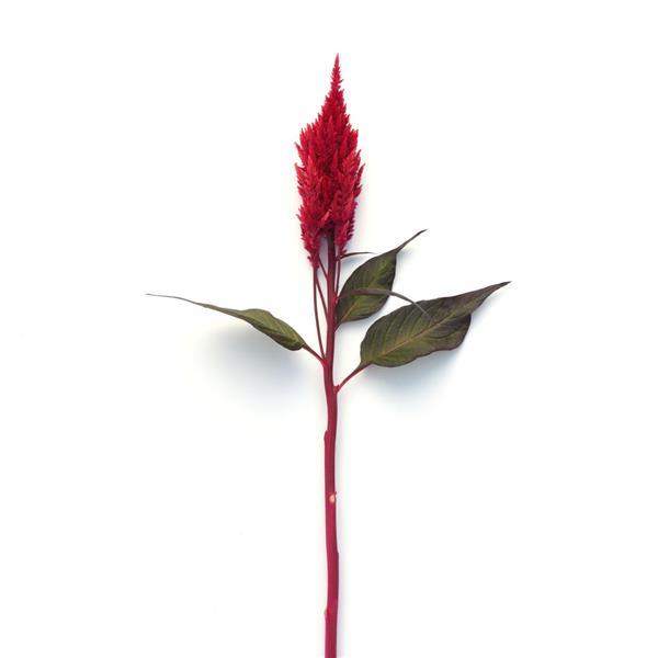 Sunday™ Red Celosia - Single Stem, White Background