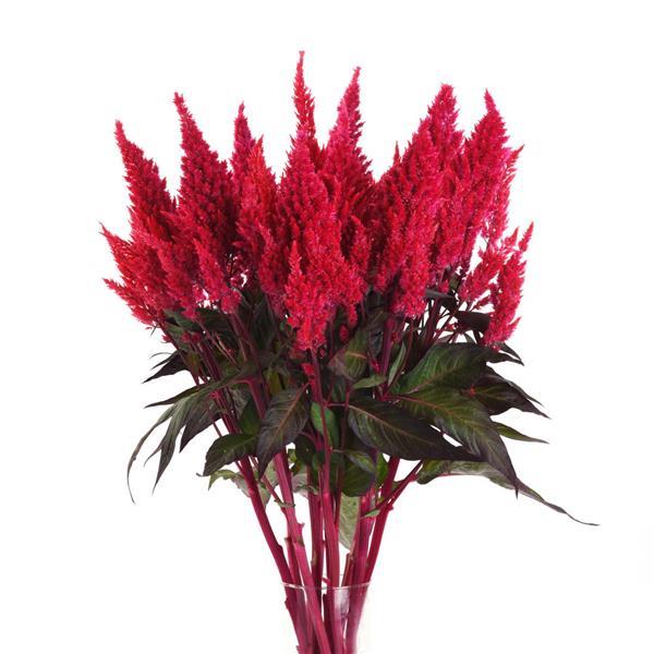 Sunday™ Red Celosia - Mono Vase, White Background