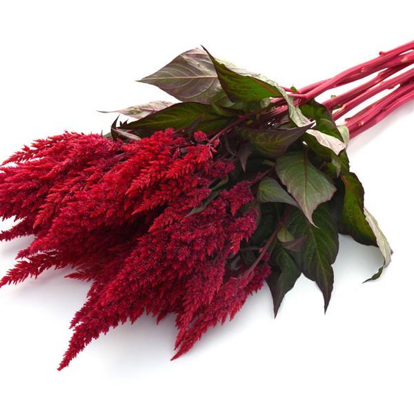 Sunday™ Red Celosia - Grower Bunch