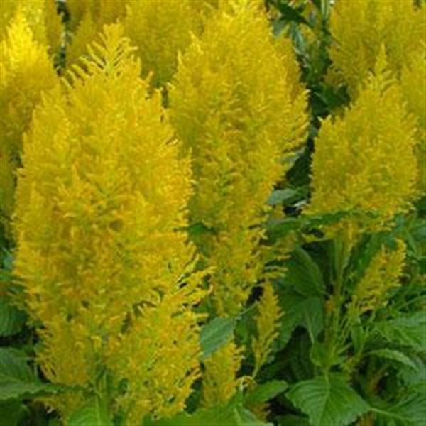 Sunday™ Yellow Celosia - Bloom