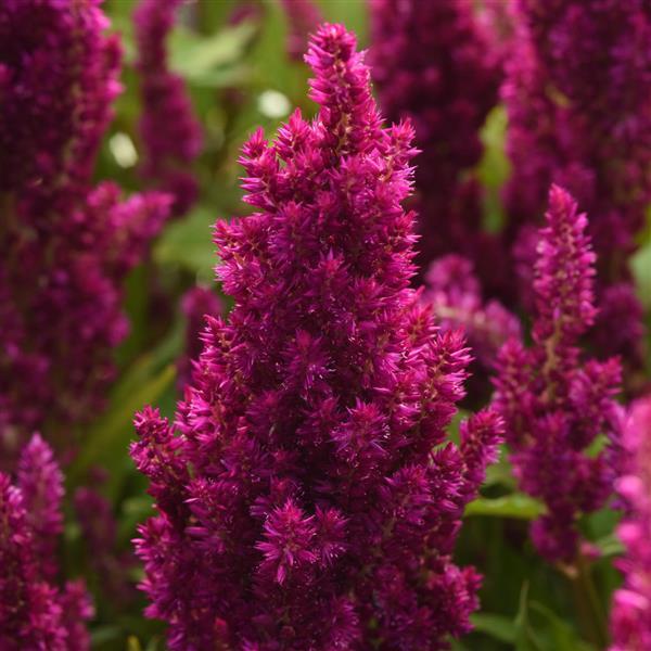 Sunday™ Purple Improved Celosia - Bloom