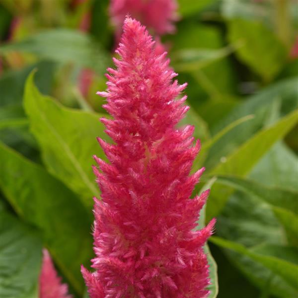 Sunday™ Bright Pink Celosia - Bloom