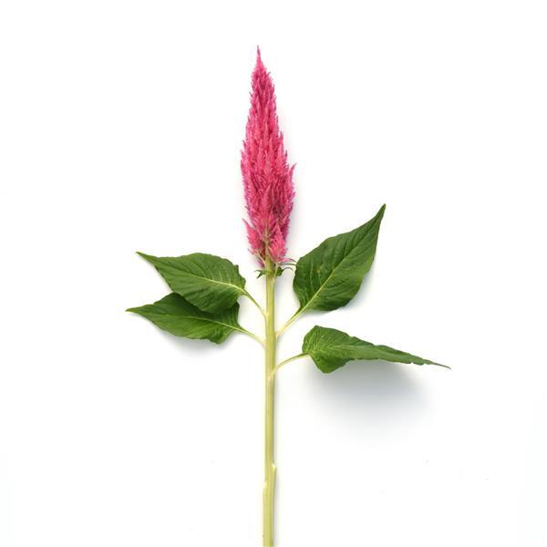 Sunday™ Bright Pink Celosia - Single Stem, White Background