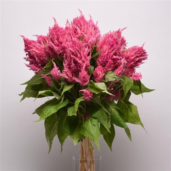 Sunday™ Bright Pink Celosia - Mono Vase, White Background