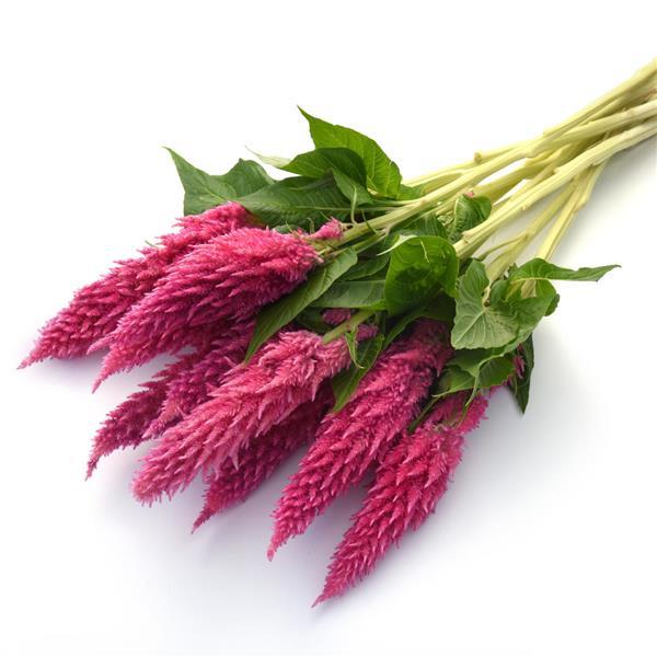 Sunday™ Bright Pink Celosia - Grower Bunch