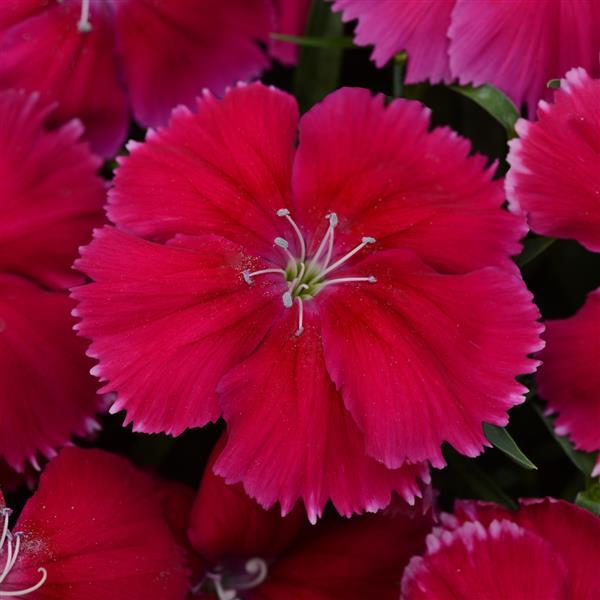 Coronet™ Cherry Red Dianthus - Bloom