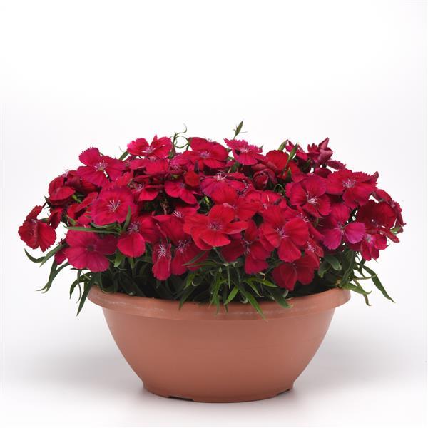 Coronet™ Cherry Red Dianthus - Container