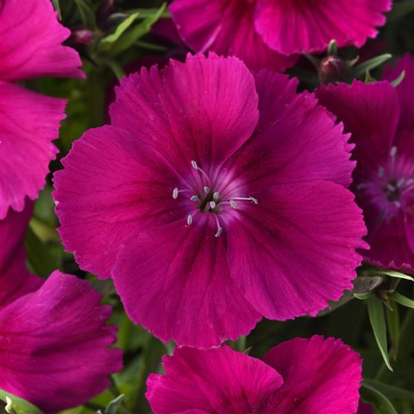 Coronet™ Purple Dianthus - Bloom