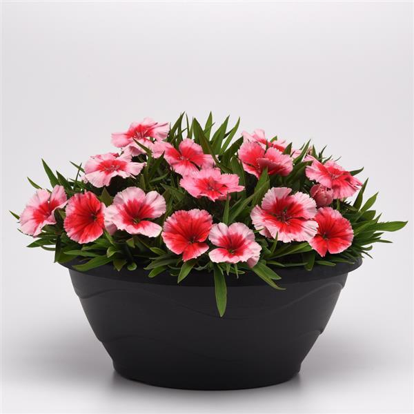 Coronet™ Strawberry Dianthus - Container