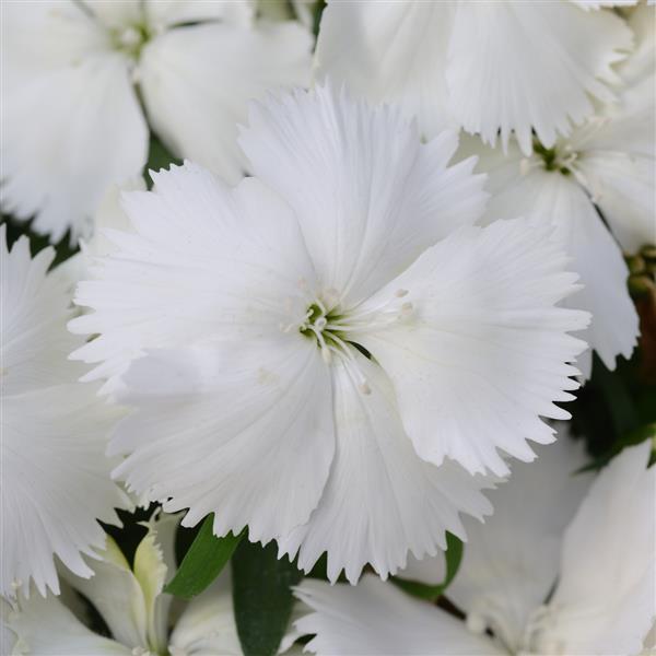 Coronet™ White Dianthus - Bloom
