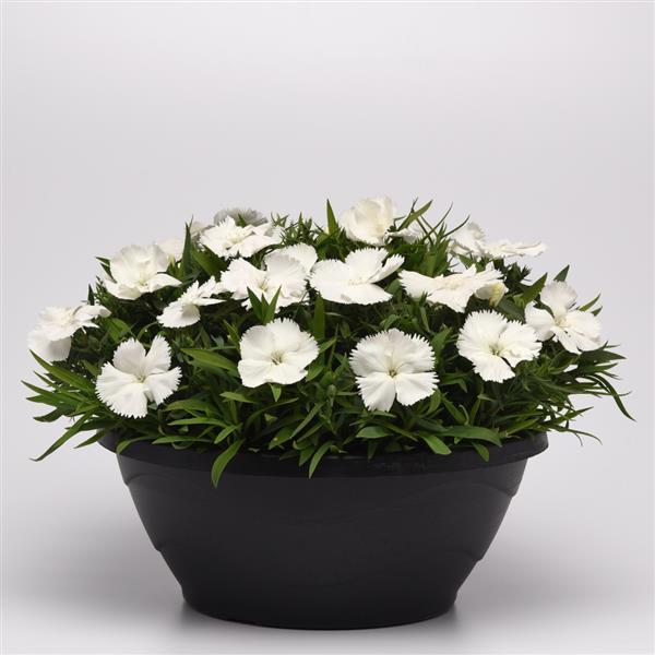 Coronet™ White Dianthus - Container