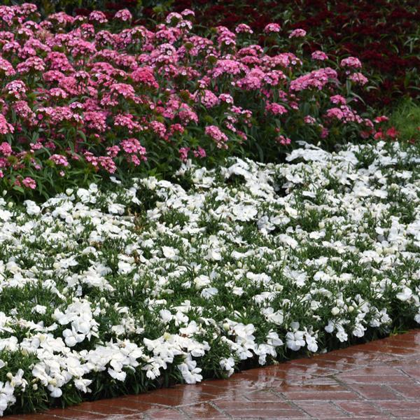 Coronet™ White Dianthus - Landscape